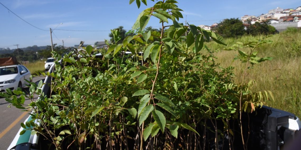 Secretaria de Meio Ambiente doa mudas de árvores no drive-thru contra Covid-19
