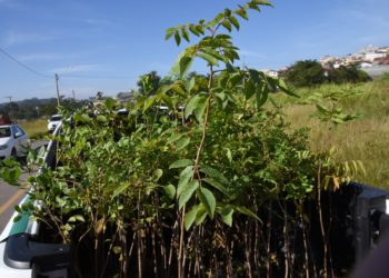 Secretaria de Meio Ambiente doa mudas de árvores no drive-thru contra Covid-19