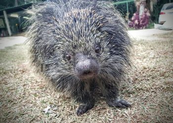 Secretaria de Meio Ambiente captura porco espinho