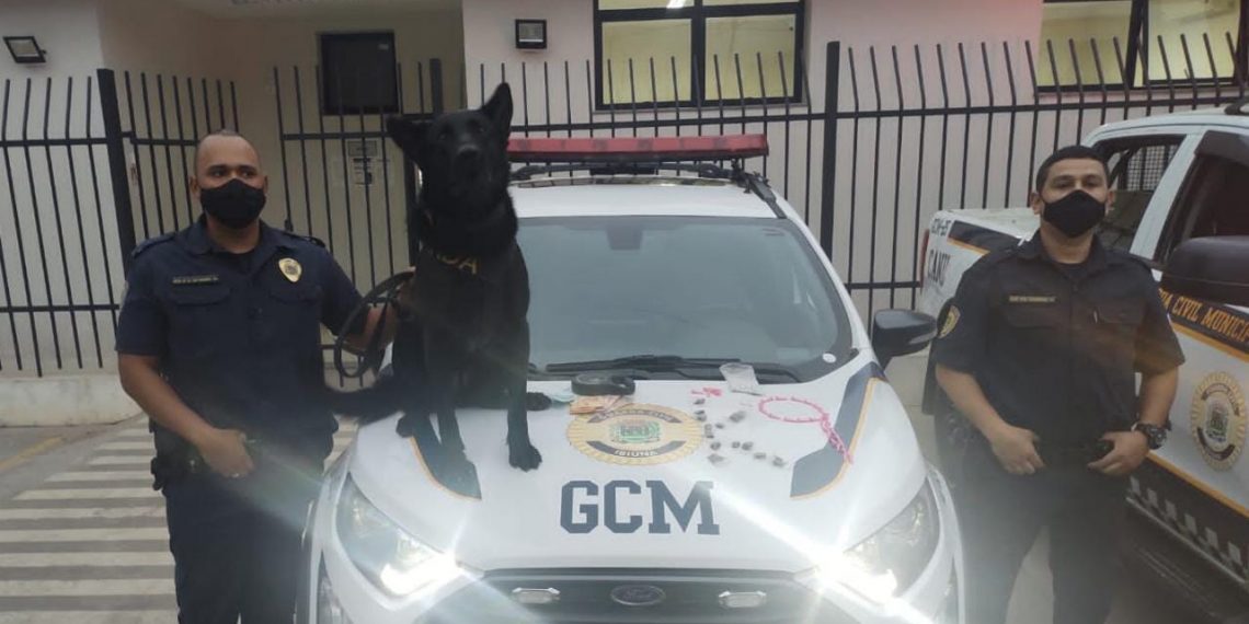 GCM apreende entorpecentes no Distrito do Paruru