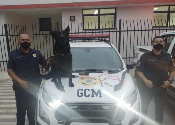 GCM apreende entorpecentes no Distrito do Paruru