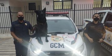 GCM apreende entorpecentes no Distrito do Paruru