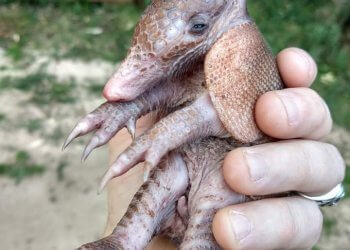 Secretaria de Meio Ambiente e GCM Ambiental resgatam filhote de tatu