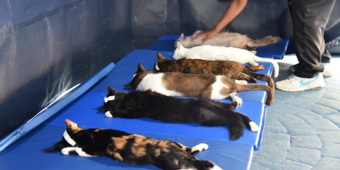 Parceria entre Prefeitura de Ibiúna e Carlão da Proteção realiza 120 castrações