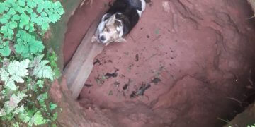 Cachorro cai em poço desativado e é salvo pela Defesa Civil.