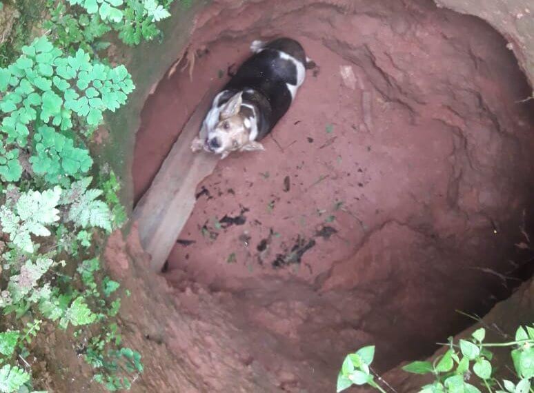 Cachorro cai em poço desativado e é salvo pela Defesa Civil.