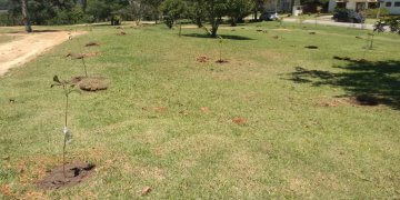 Secretaria de Meio Ambiente e Condomínio Porto fazem parceria para plantação de mudas