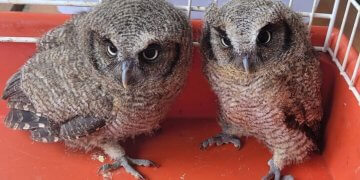 FILHOTES DE CORUJA SÃO RESGATADOS E ENCAMINHADOS AO NÚCLEO DA FLORESTA