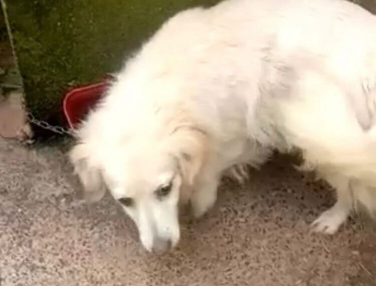 Ibiúna registra primeira prisão por maus tratos