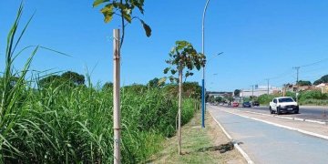 MANUTENÇÃO DO PLANTIO DE IPÊS NA MARGINAL