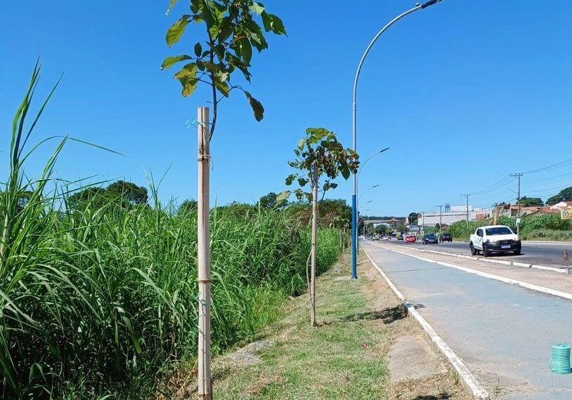 MANUTENÇÃO DO PLANTIO DE IPÊS NA MARGINAL