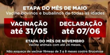  Vacinação contra febre Aftosa