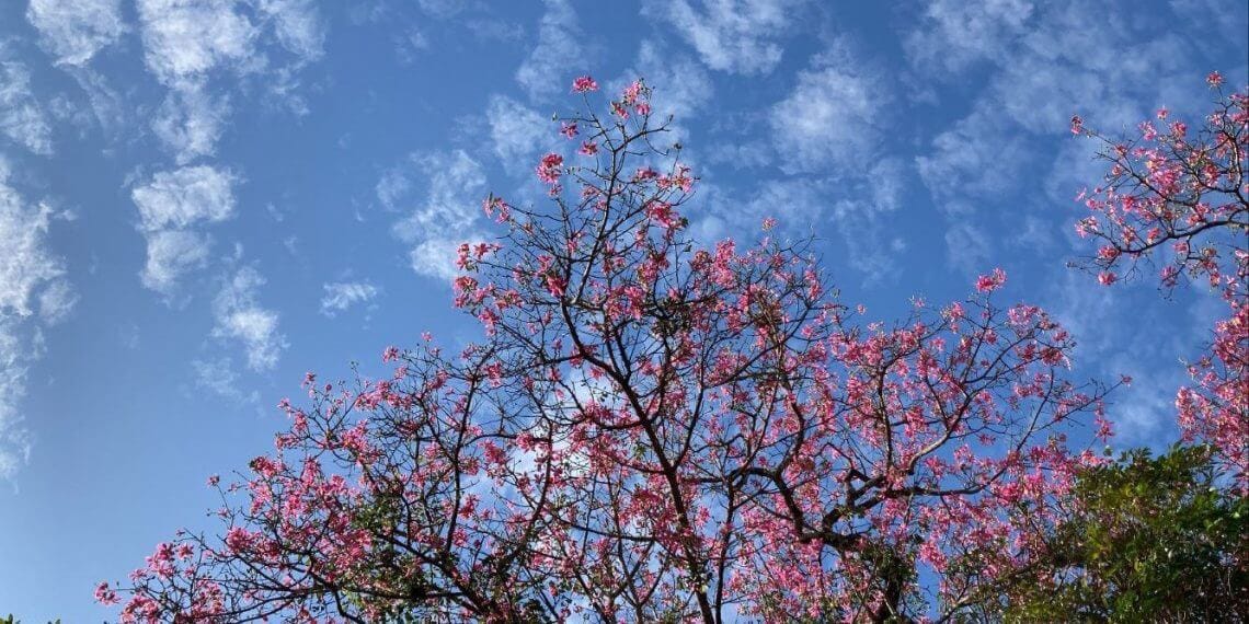 4º Festival das Cerejeiras