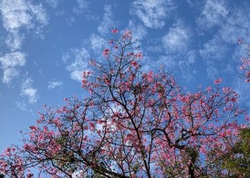 4º Festival das Cerejeiras