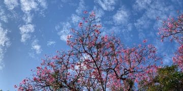 4º Festival das Cerejeiras