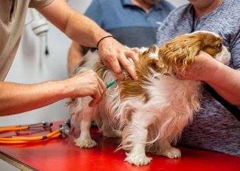 Alerta sobre a confirmação do primeiro caso de raiva canina em Ibiúna (nota técnica)