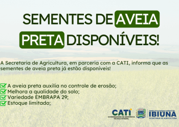 Semente de aveia disponíveis