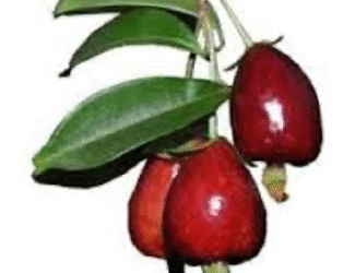 Cereja-do-Rio-Grande